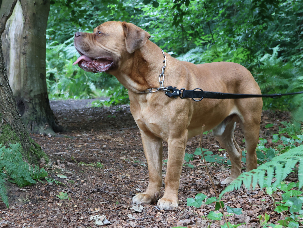 5mm Chain Collar