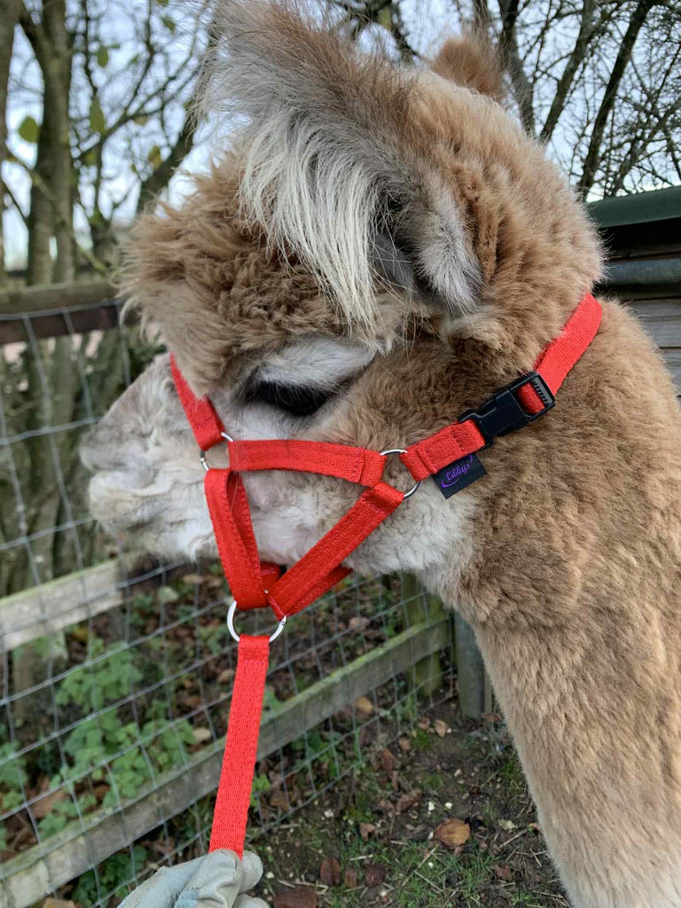 Dinky Headcollar - Mini, Alpaca, Llama, Sheep, Foal