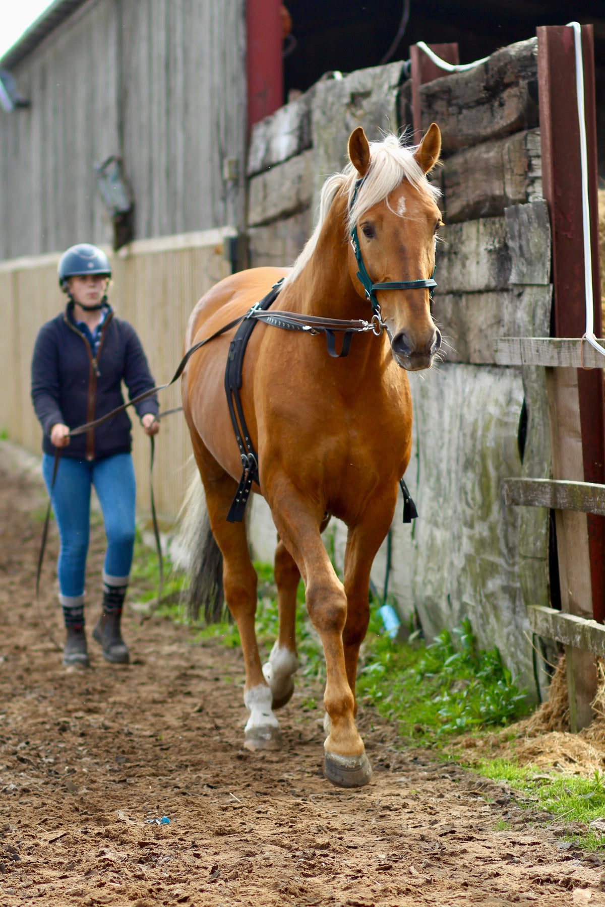 Long Reins
