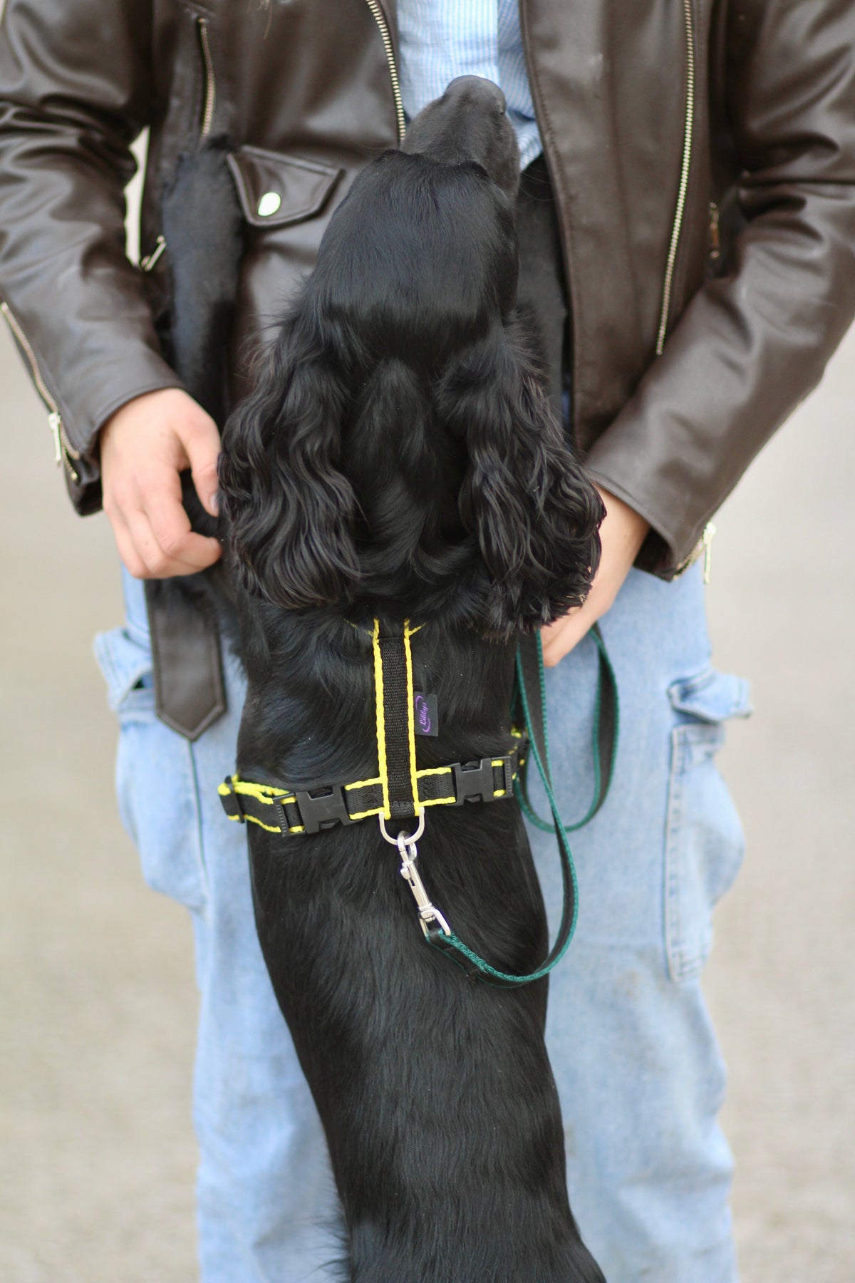 Webbing Dog Harness