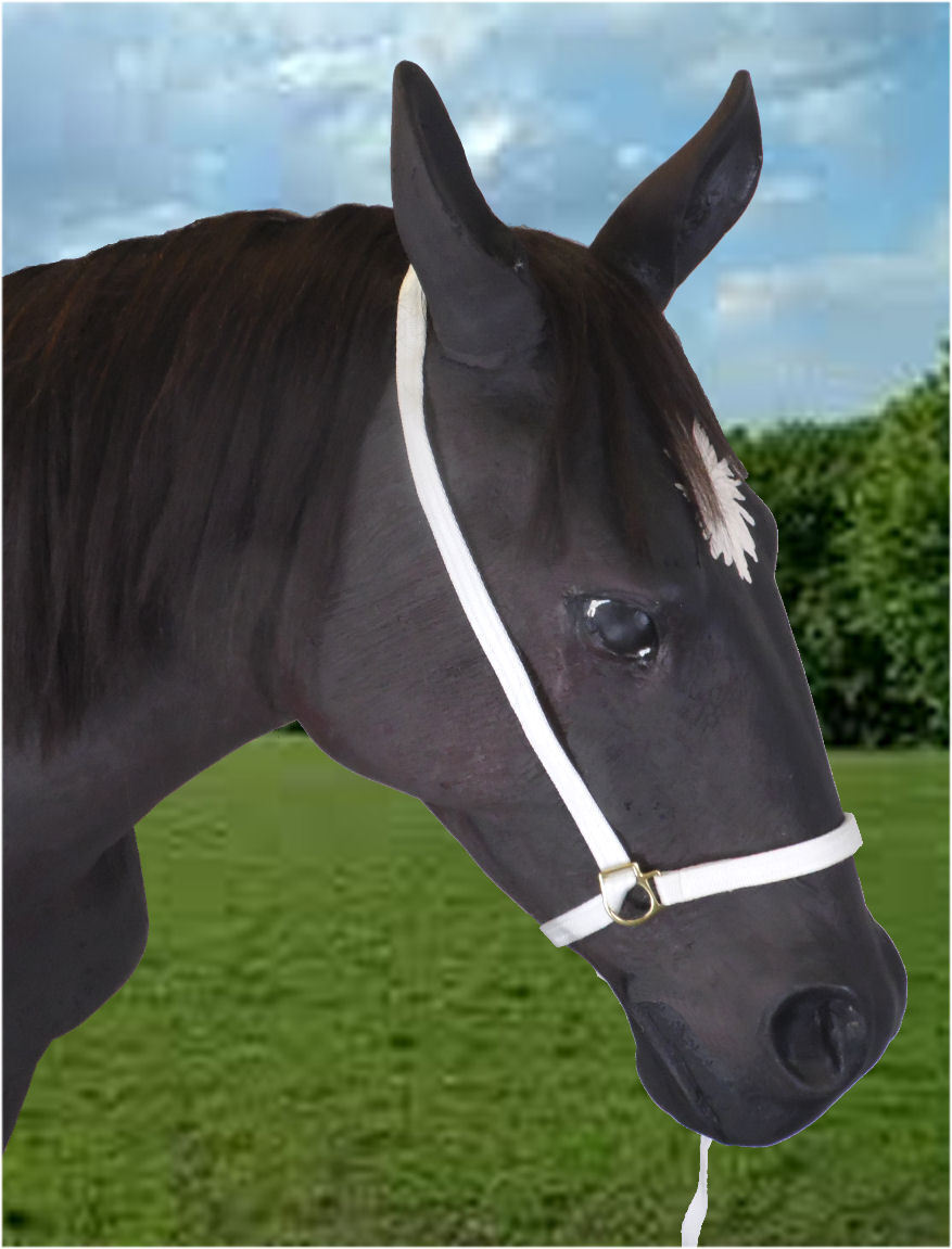 Webbing Show Halter
