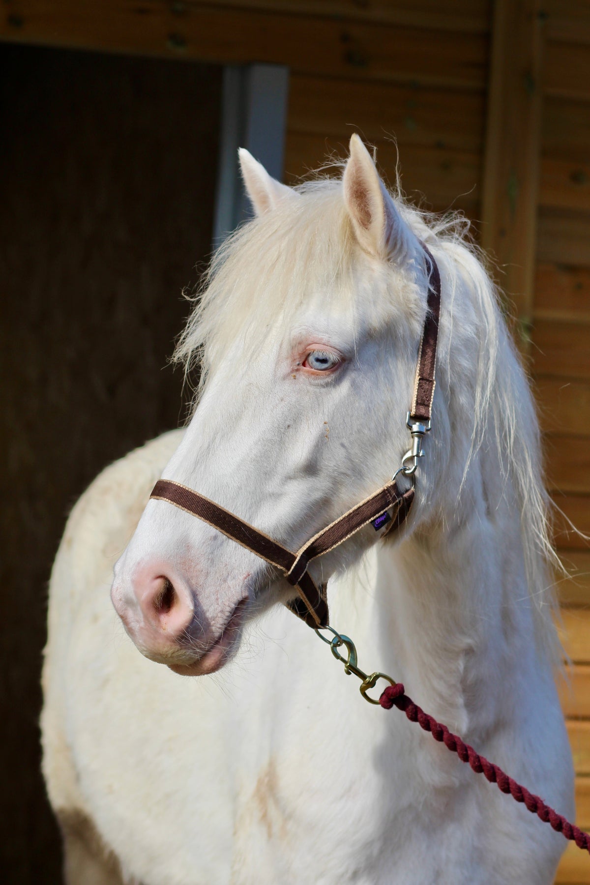 Treby Headcollar