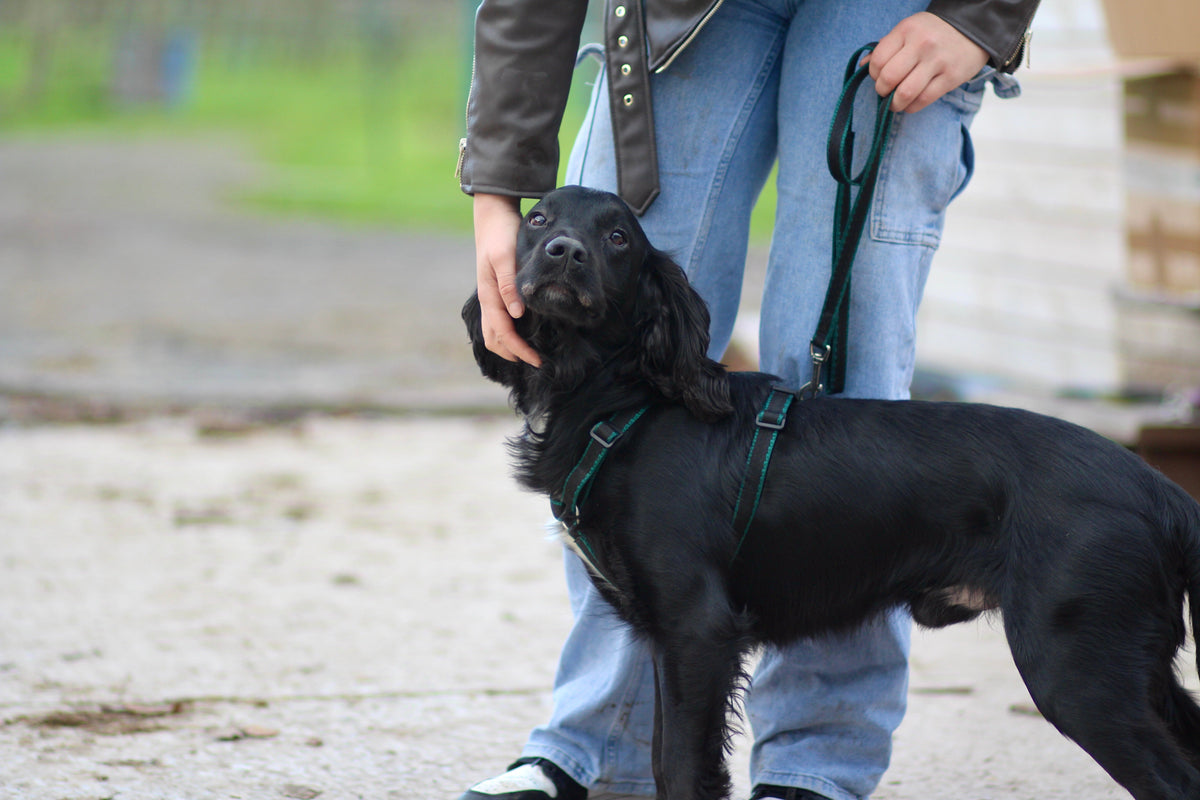 Webbing Dog Harness