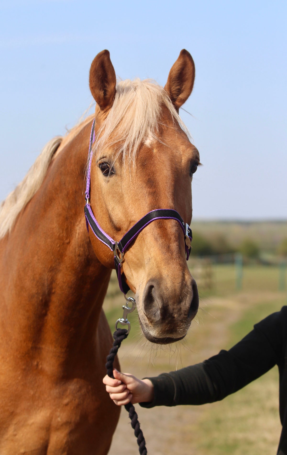Standard Headcollar