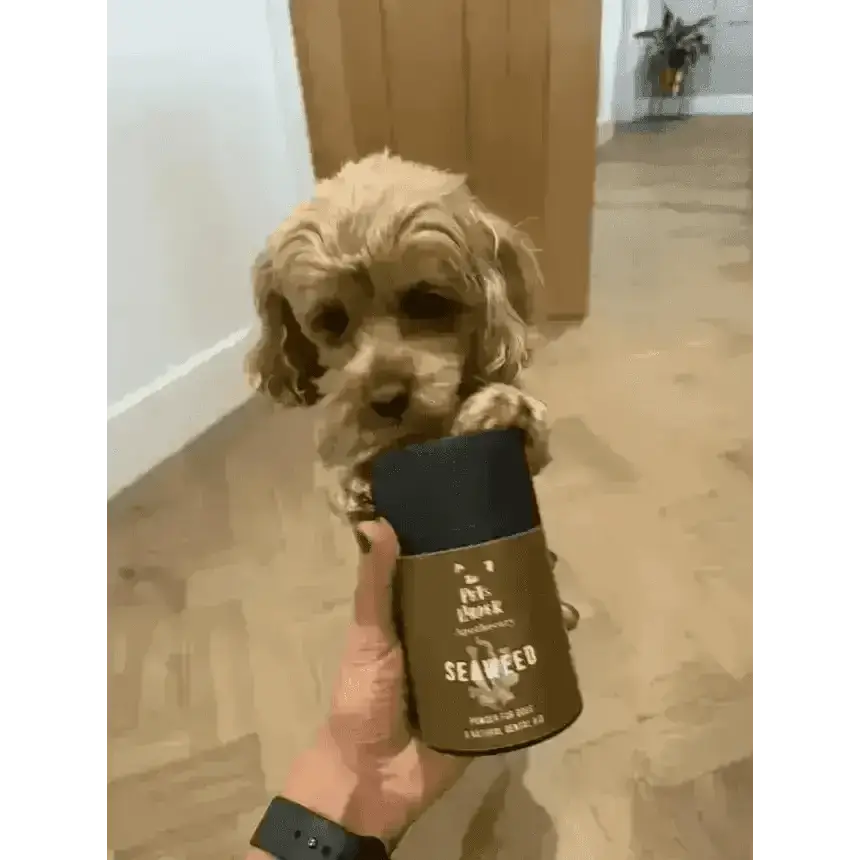 Dental Seaweed Powder for Dogs & Cats: Plaque Removal