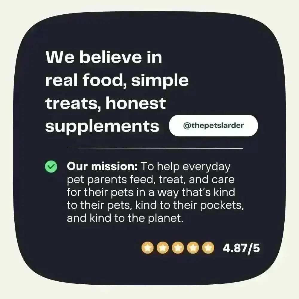 Pumpkin Powder for Dogs: Digestion Aid
