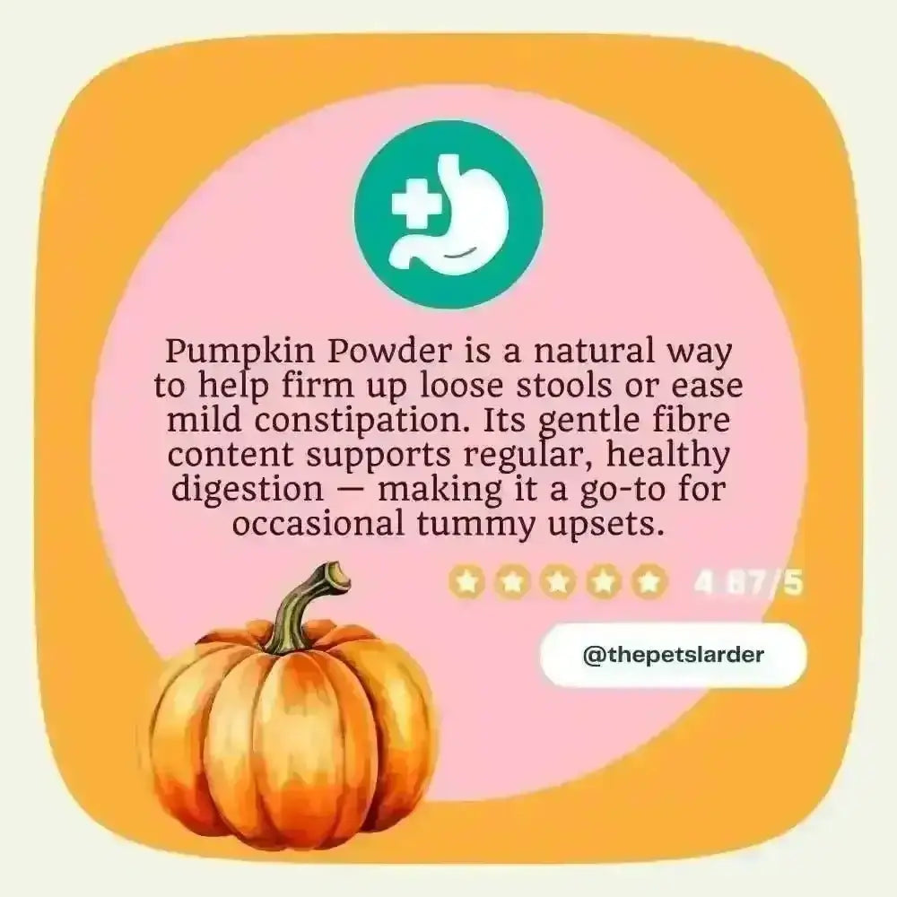 Pumpkin Powder for Dogs: Digestion Aid