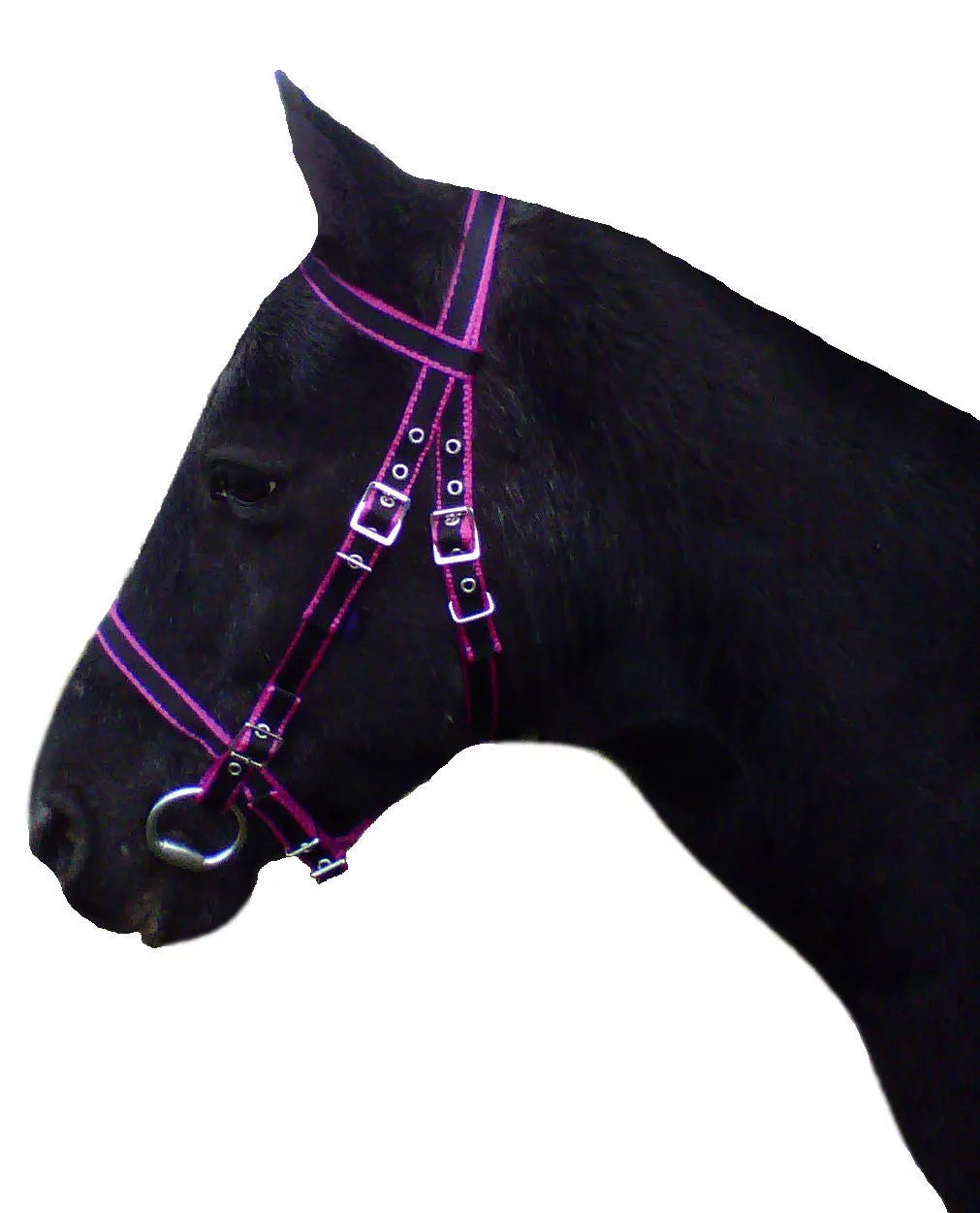 Dartmoor Bridle