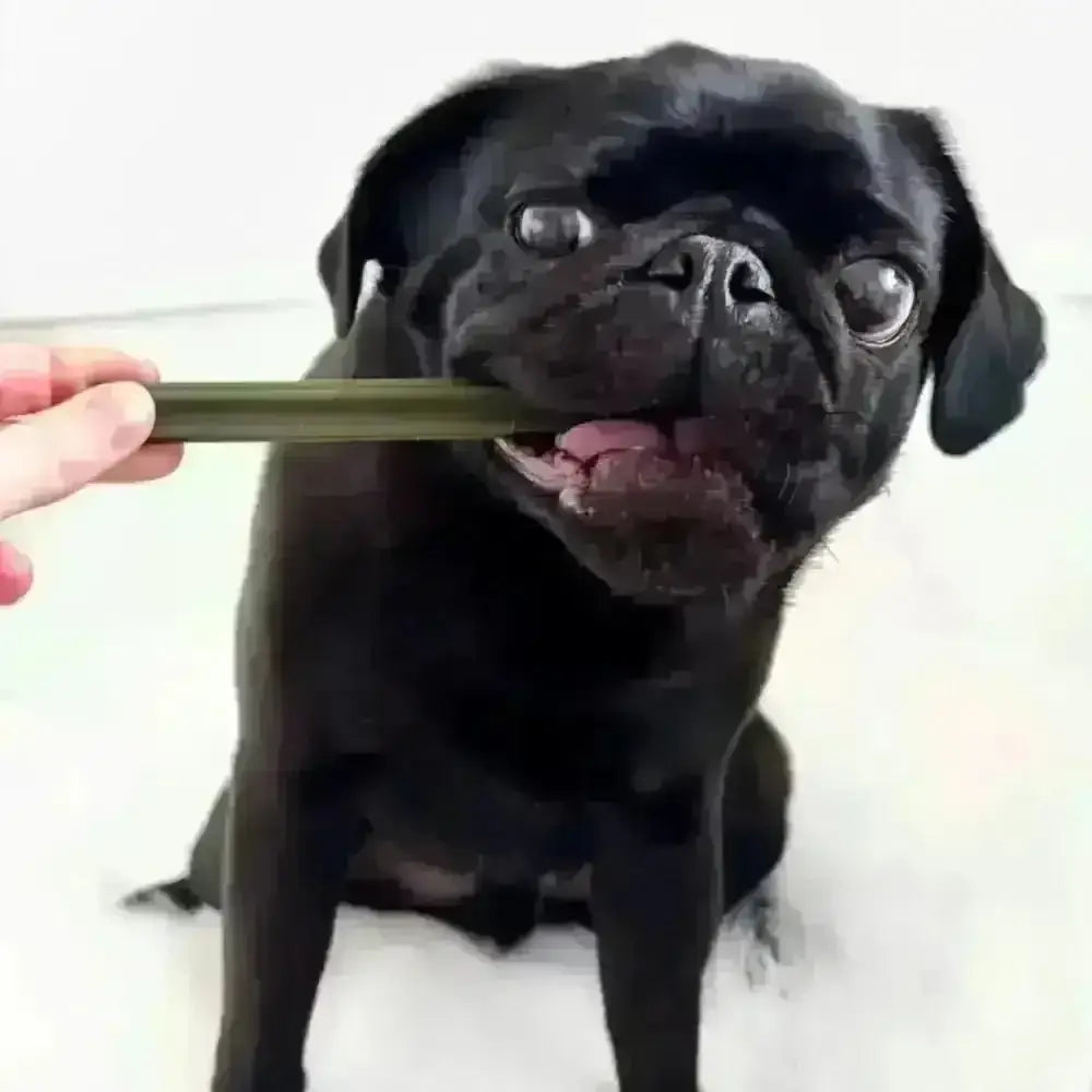 Spinach & Cranberry Chew Stick Vegetable Chew For Dogs